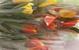 dzień kobiet Stowarzyszenia Obieżyświat