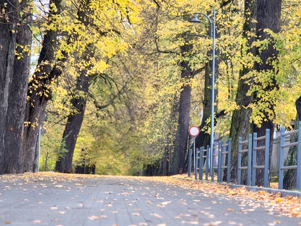 al_Lipowa1