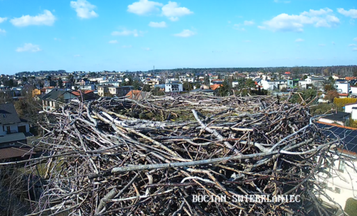 transmisja z bocianiego gniazda w Świerklańcu