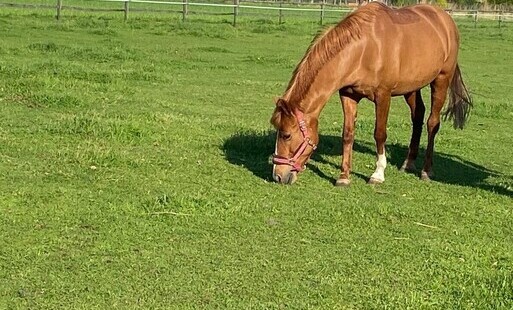 Klacz Flora wróci do Świerklańca