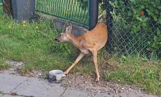 Sarna zaklinowana w ogrodzeniu